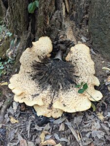 Read more about the article Dryad’s Saddle