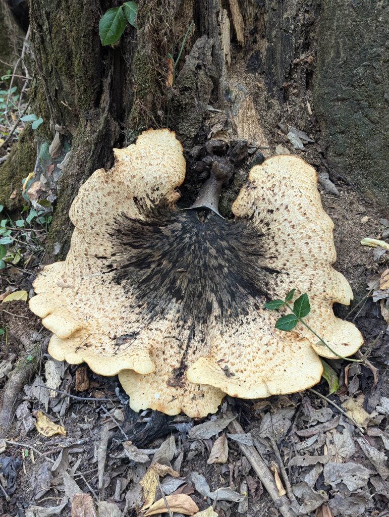 Dryad's Saddle