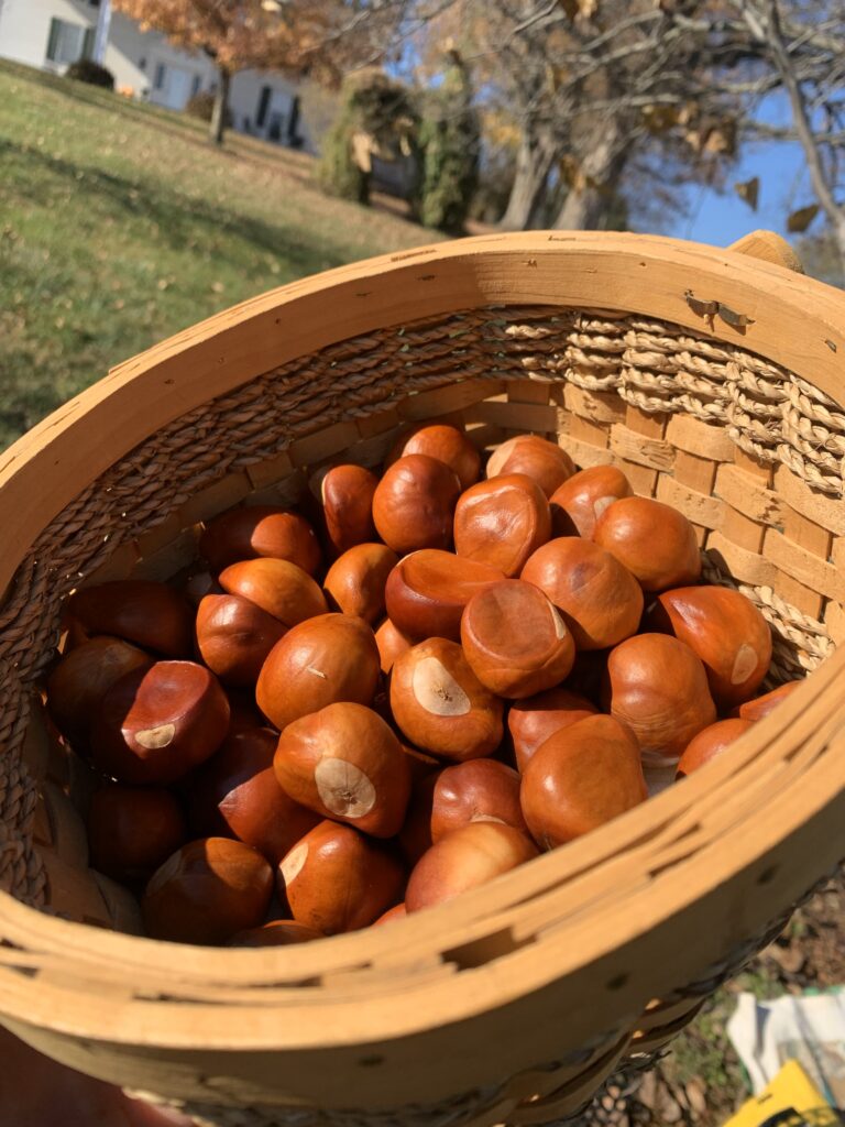 Tis the season for seed collectors!