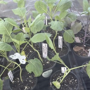 Veronica Cauliflower