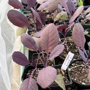 Moonshadow Mustard Green