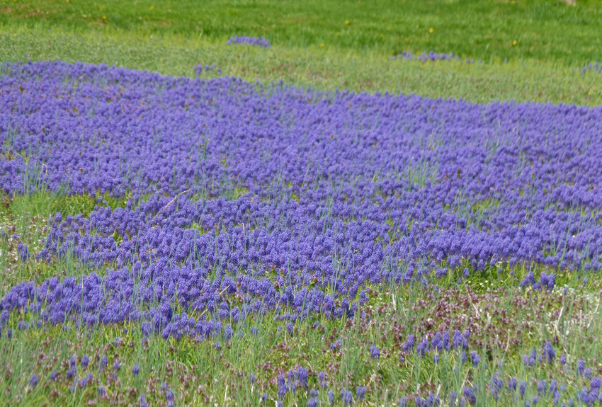 purple wildflowers field