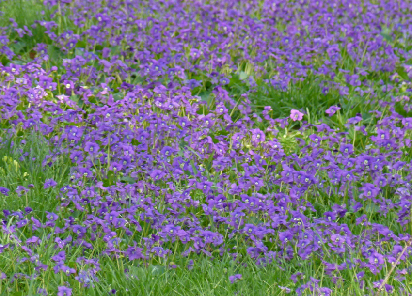 Types Of Purple Wildflowers