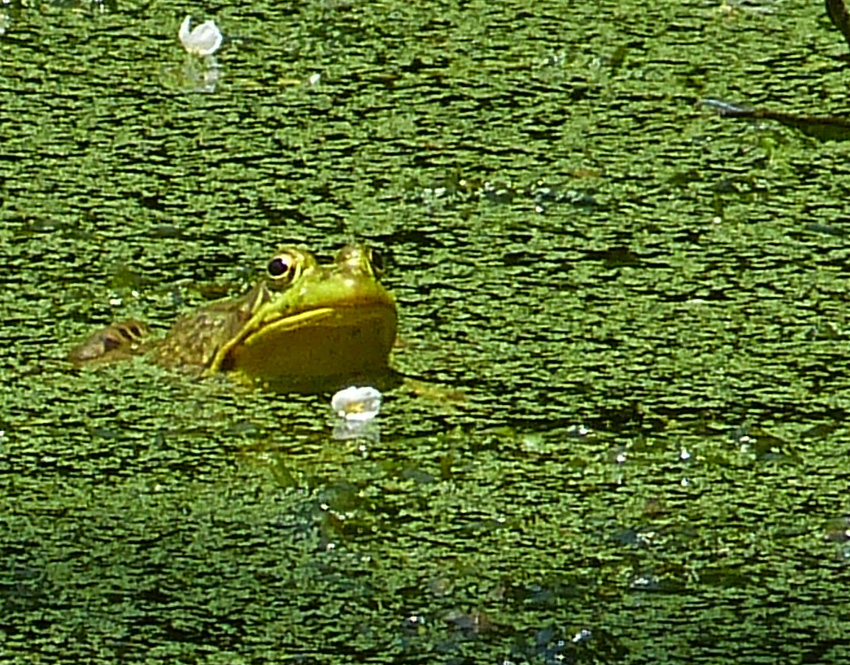 Hear the lovely song of the frog in yonder pond. - Creasey Mahan Nature  Preserve